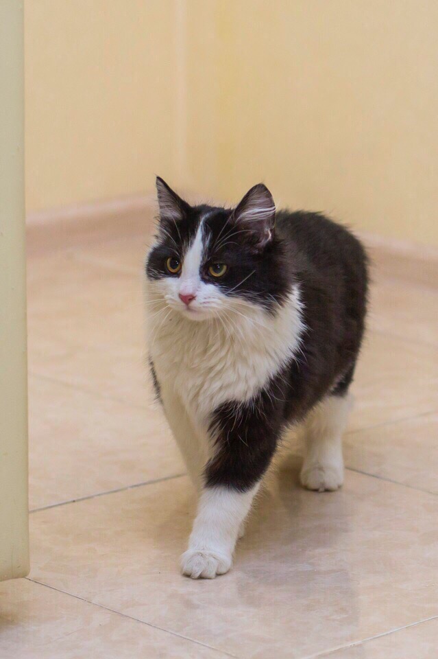 Прикольных котов пост