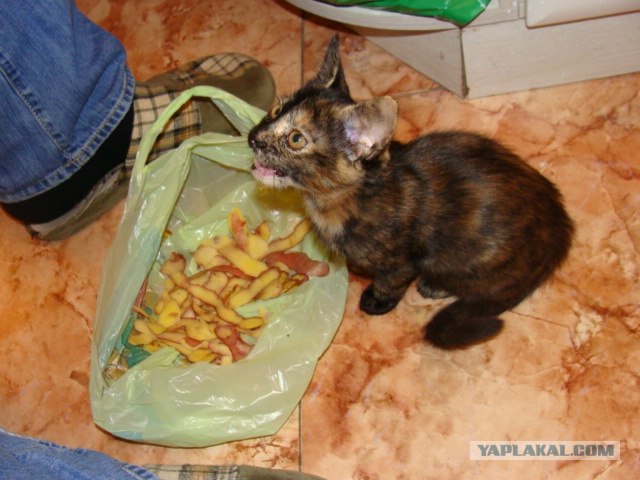 Котовторник 11.09.2012