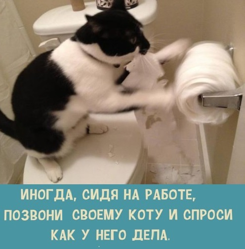 Картинки с надписями и коты, много котов