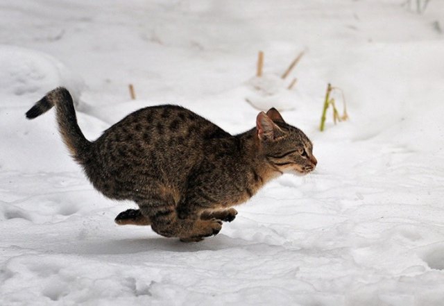 Забавные фото котеек