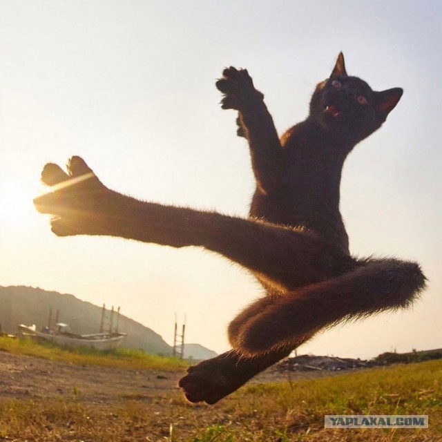 Кошиная жесть