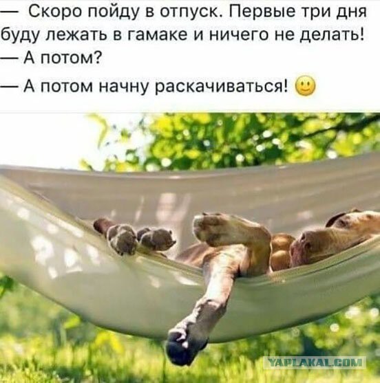 Делаем уроки, бутерброды, охотничью собаку и присоединяем Австрию к России