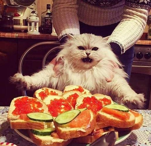 Котофеев пост