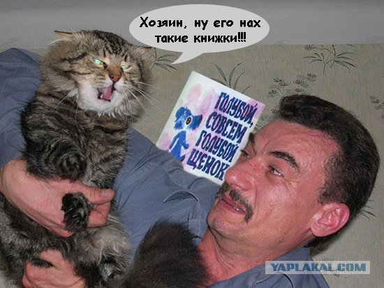 Злой кот