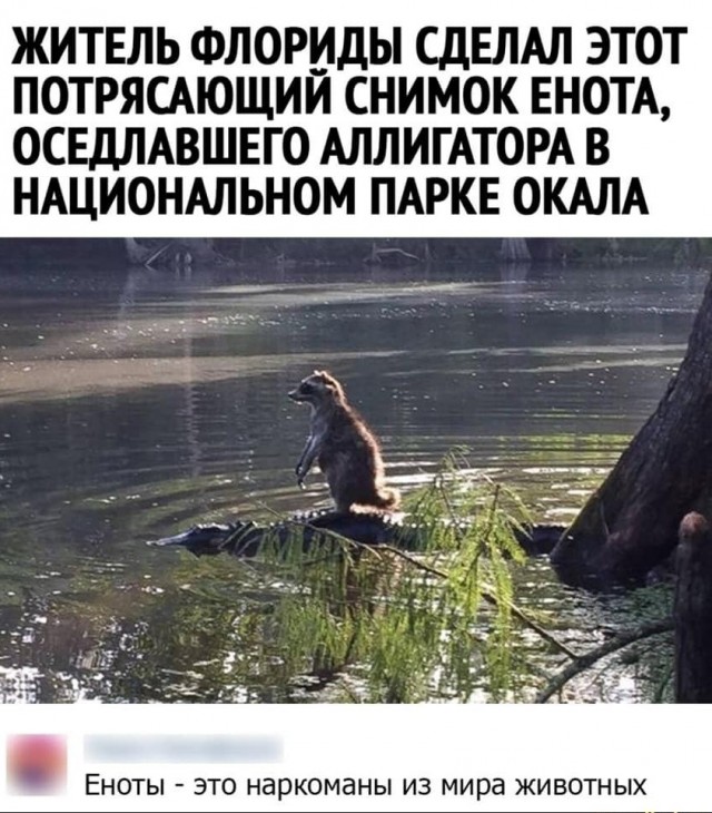 Юмор в картинках 20.08.20