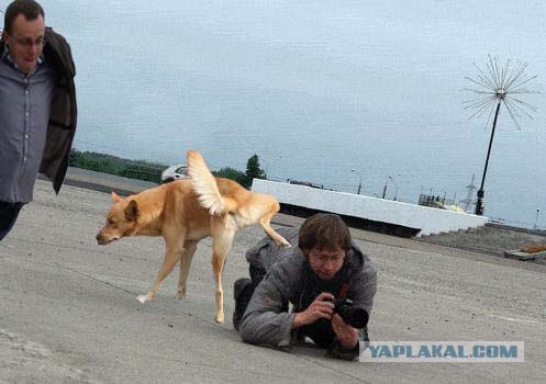 Фотожаба: Месть для Папарацци
