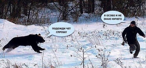 В Сочи медведи погнались за девушкой