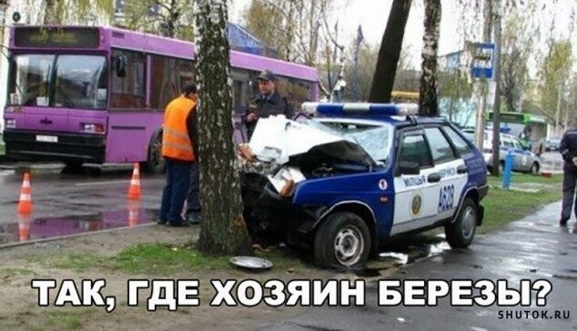 Утку признали виновной в столкновении с машиной майора полиции на Ставрополье