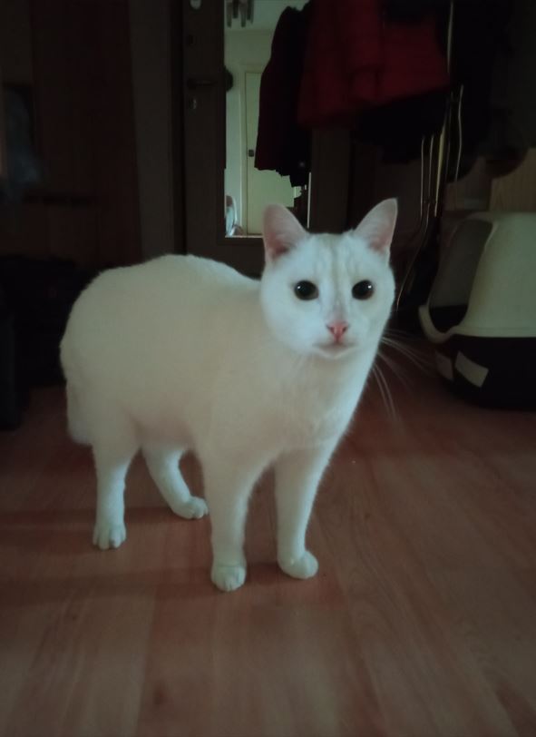 Котовторник! 16+ Коллеги-рабы, отмечаемся, у кого хозяину много лет!