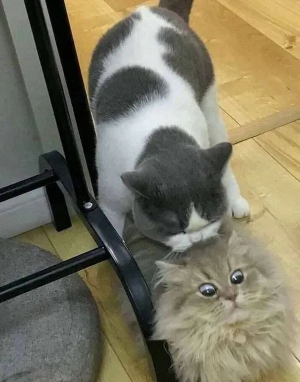 ФотоВинегрет
