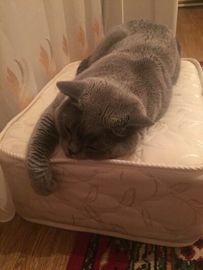 Чел приобрёл своему коту лежанку, чтобы тот перестал занимать диван, но что-то пошло не так