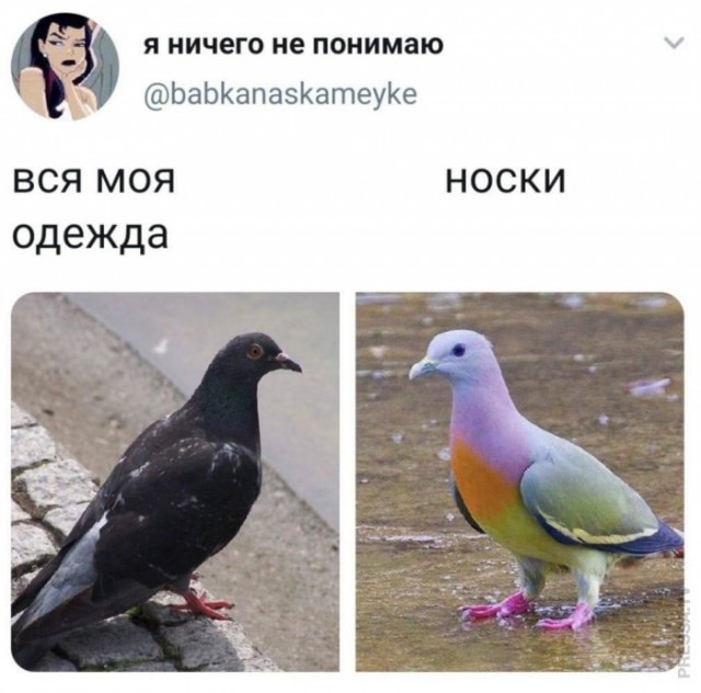 Весёлые картинки 2