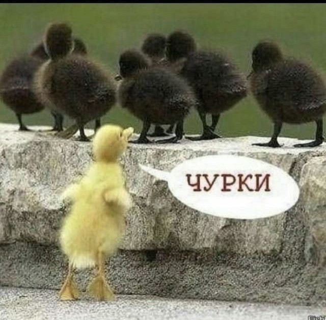Беженцы из Африки