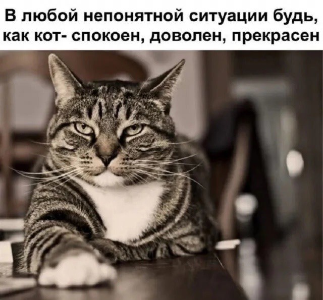 Подборка картинок-баянов с котиками и про котиков. Выпуск 29.