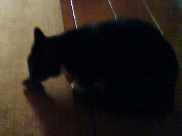 Котовторник 23.07.2013