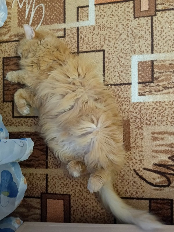 Степана вам в котовторник