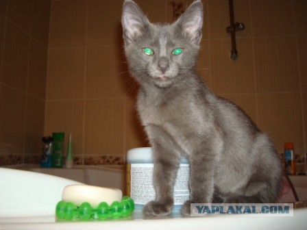 Котовторник 26.11.2013