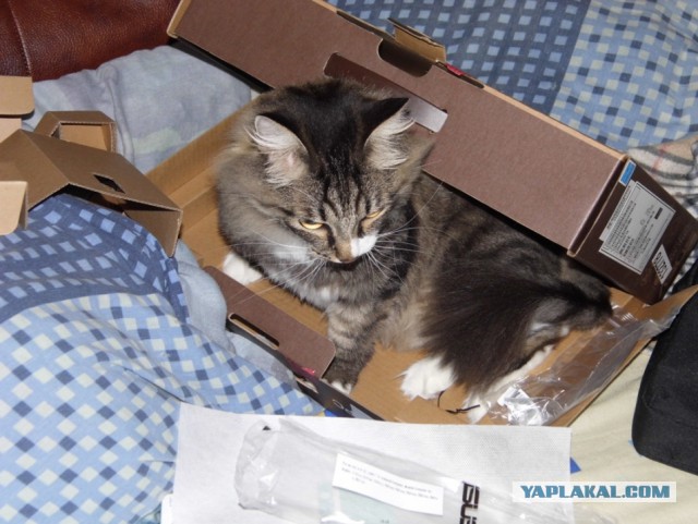 Кот в квадрате