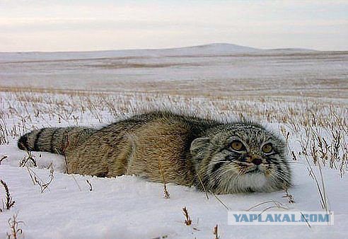 Котофея первый снег
