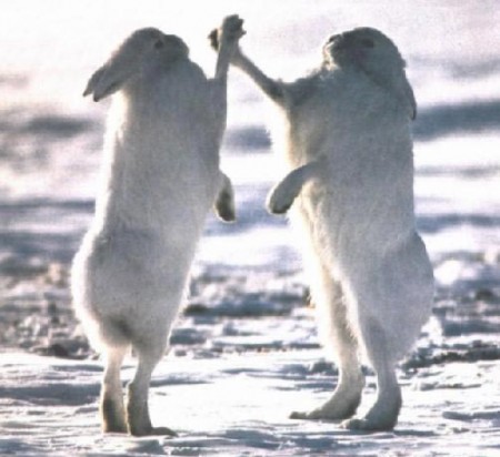 Чемпионат мира по ладушкам. Угар.