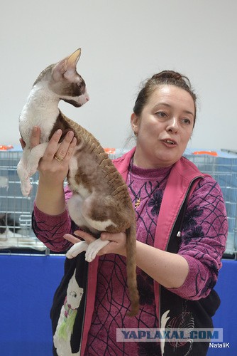 Котовторник 4.02.2014