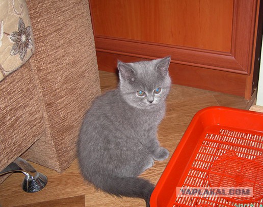 Пришел сегодня кот