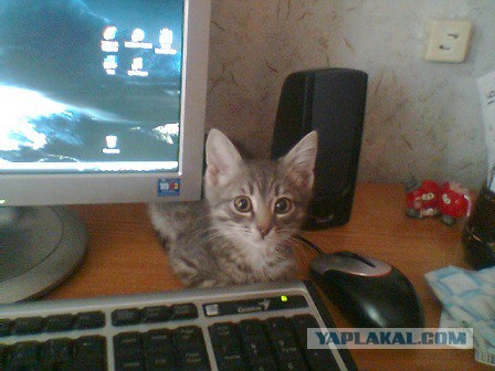 Котовторник 29.04.14.