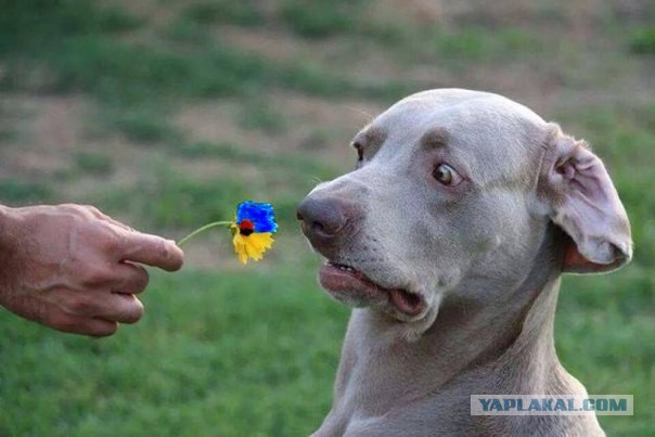 Дикари на майдане.