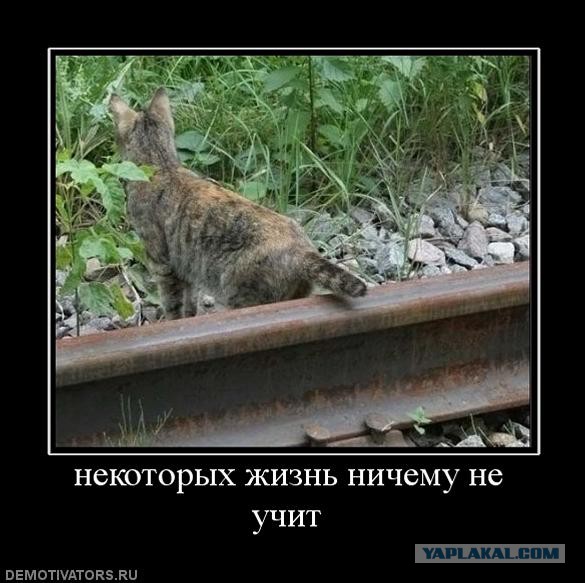 Они бессмертные?