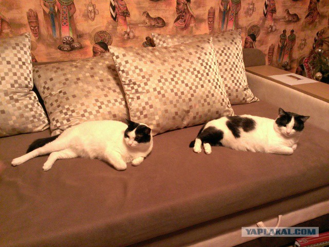 Котовторник 06.01.2015