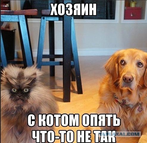 Забавных животных  фото