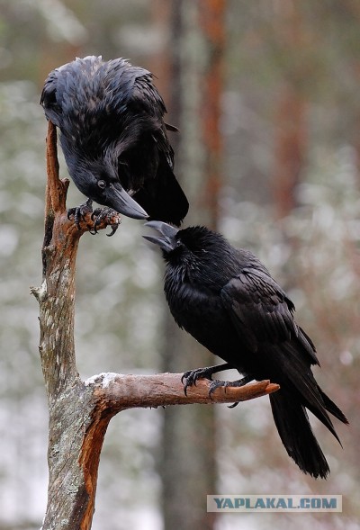Потрясающие удачные кадры