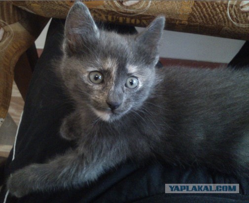 Котовторник помоги!