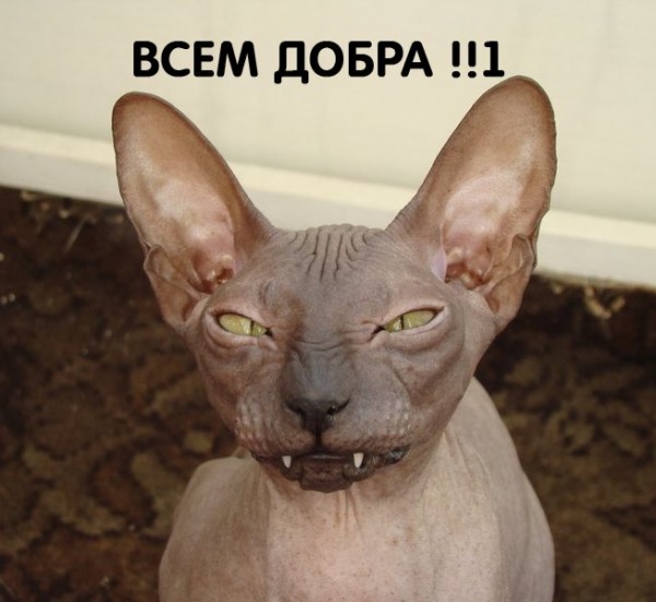 Известные котомемы.