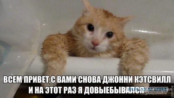 Прикольные коты