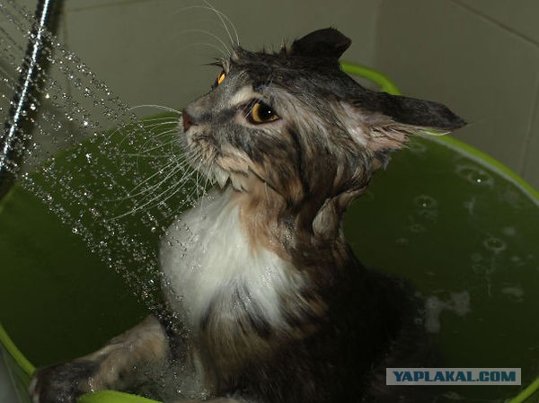 Котовторник 22.12.2015