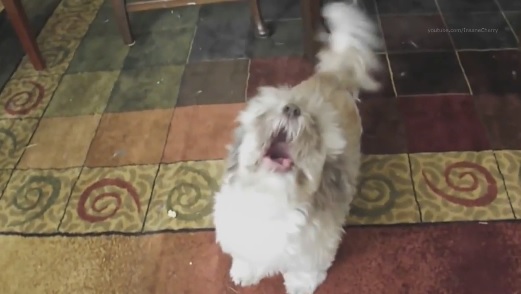 Linkin Park - Numb (Animal Cover)