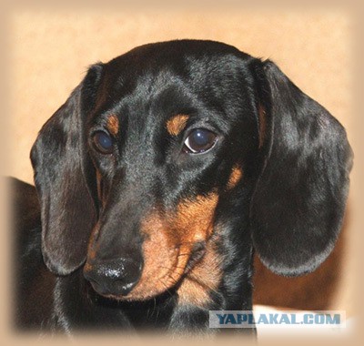 Страшно красивые терьеры