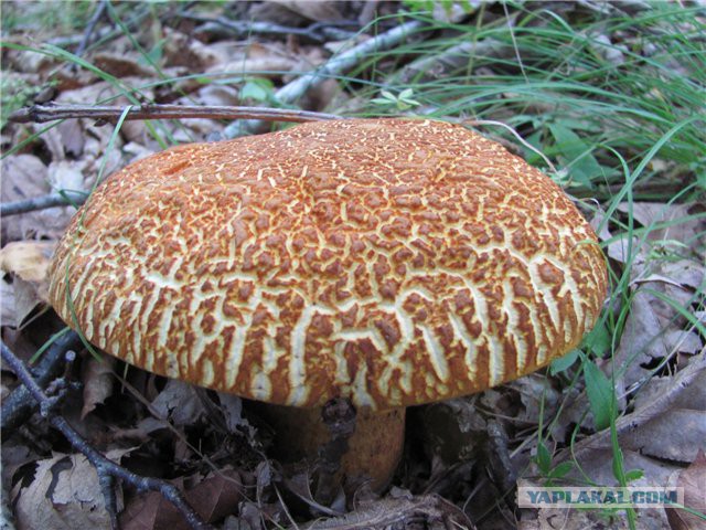 Приморские Грибы Съедобные Фото И Названия