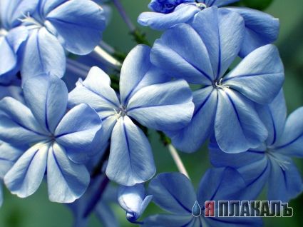Скоро весна! ЦВЕТЫ