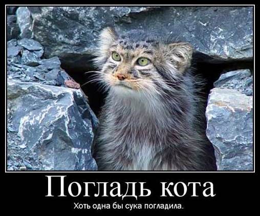 Манулы - самые ленивые и эмоциональные коты