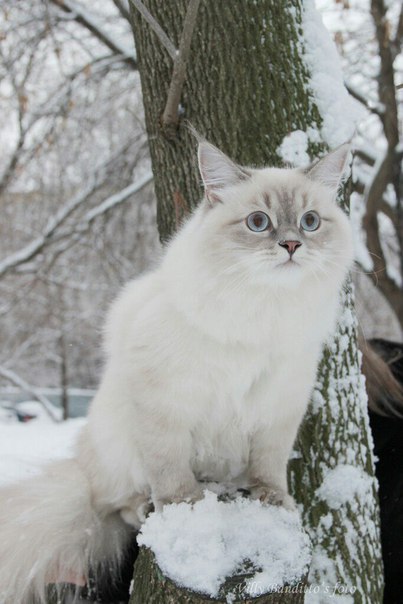 Прикольные животные
