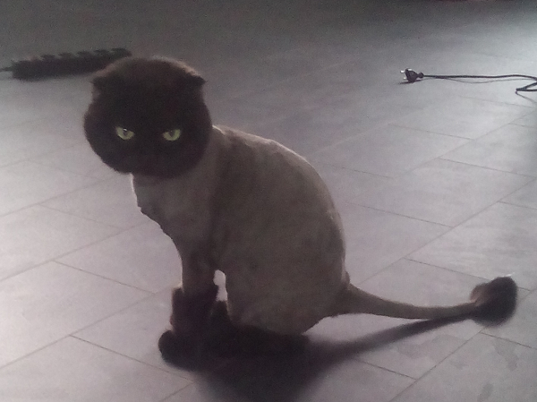 Котовторник 08.11.2016