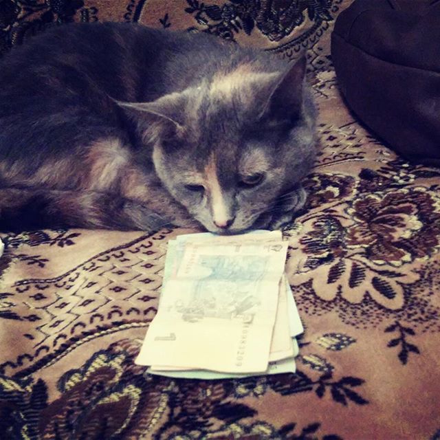 Коты из сети