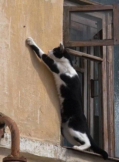 Коты и Кошки