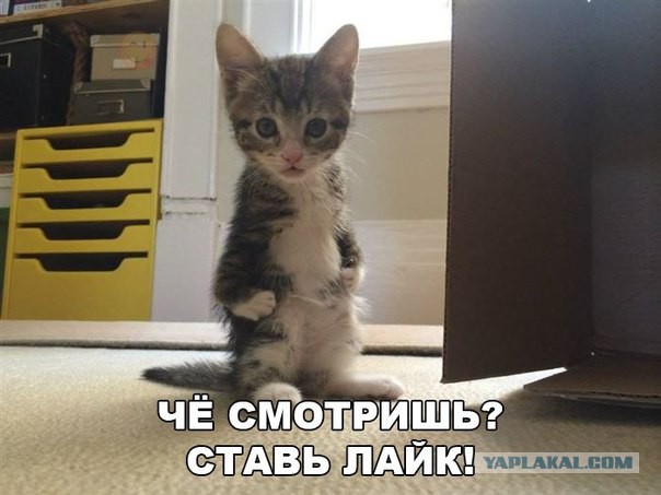 40 картинок