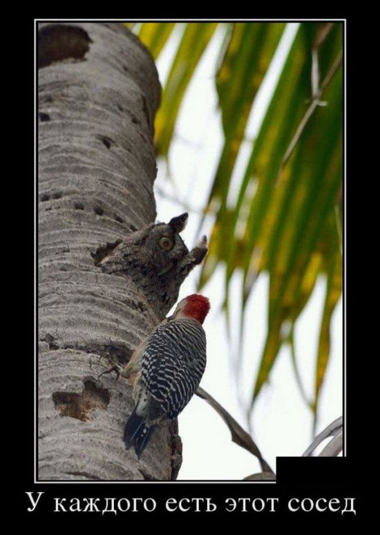 Картинки в черных рамках с подписями