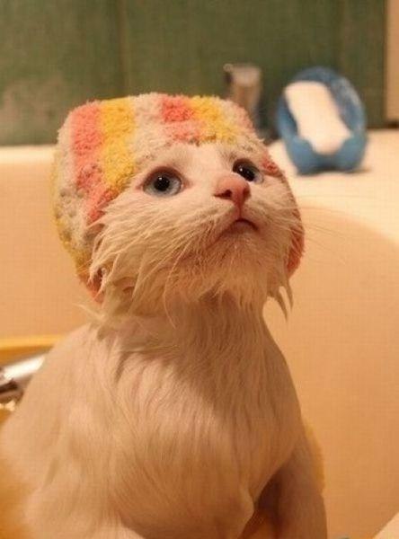 Коты и Кошки