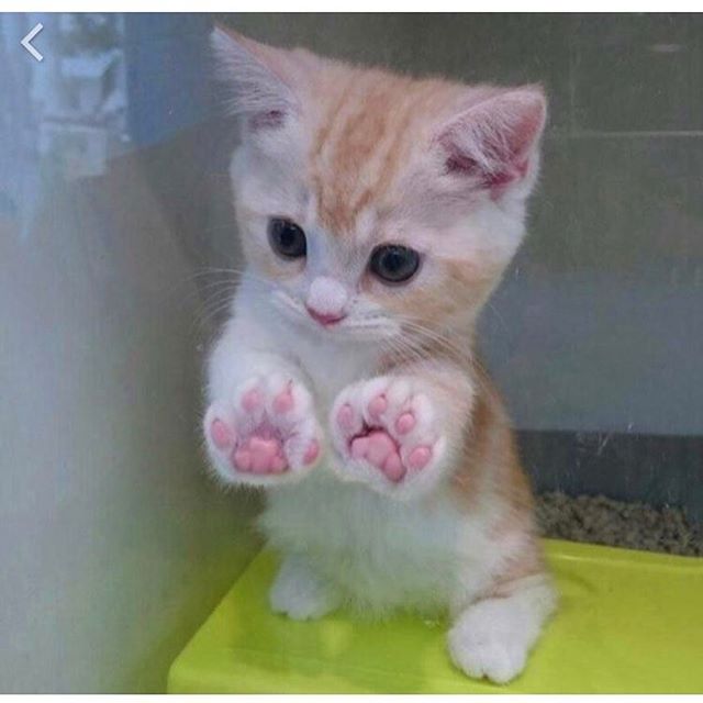Коты и Кошки
