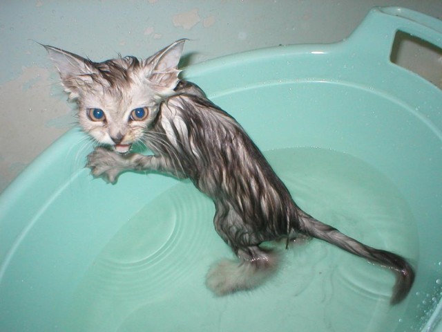 Коты и Кошки